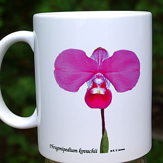 mug DS-139 Phragmipedium kovachii wht 7125.jpg